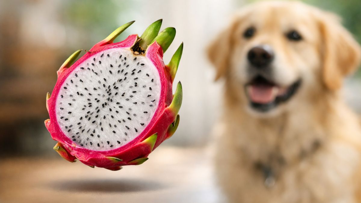 Can My Dog Eat Dragon Fruit? Complete Safety Guide 2025