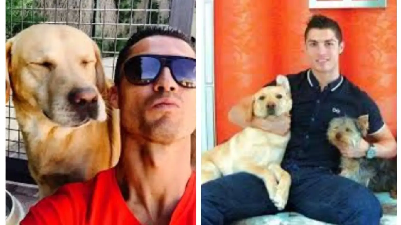 Cristiano Ronaldo's Dogs: Names, Breeds & CR7's 5 Pets (2025 Guide)