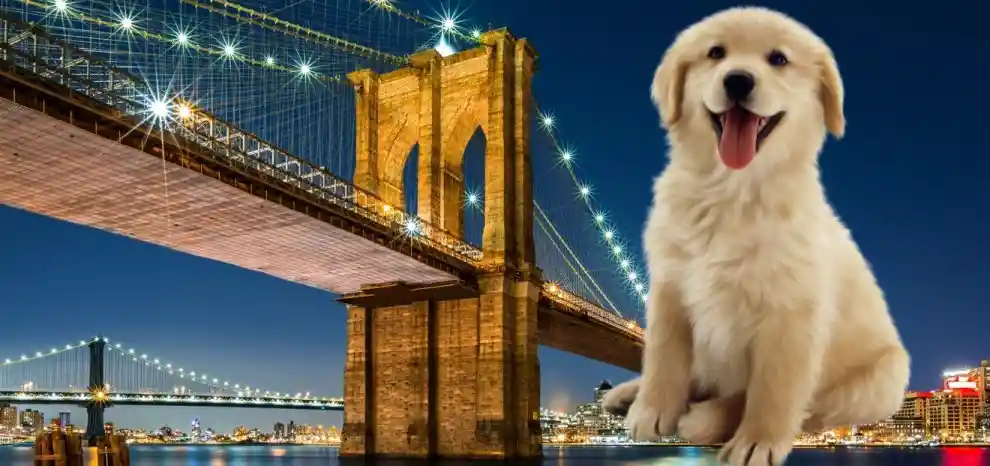Dog Friendly Hotel Brooklyn Under $100 per Night