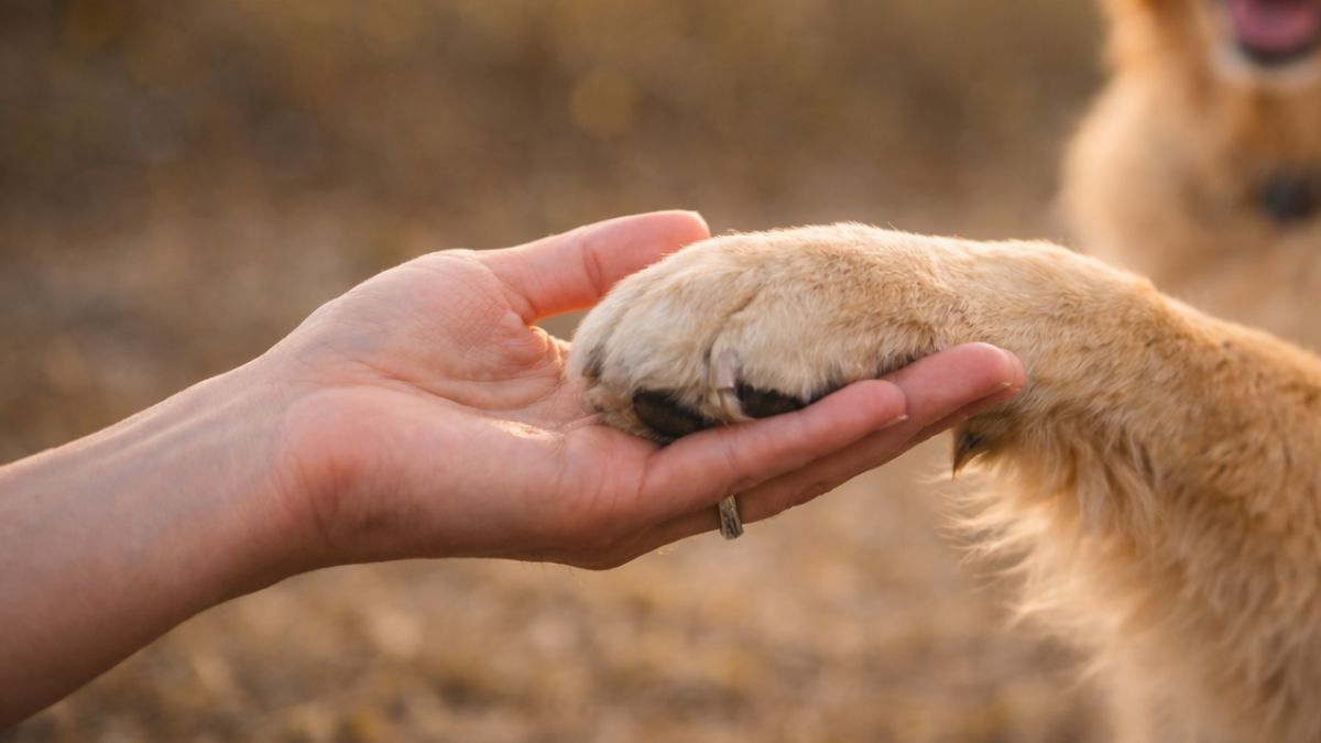 Should You Visit Your Dog During a Long Separation? The Truth About Extended Time Apart