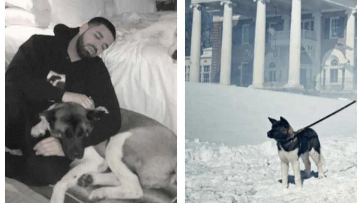 Drake’s Dogs: The Full Story Behind Diamond, Winter, and the 'For All The Dogs' Era
