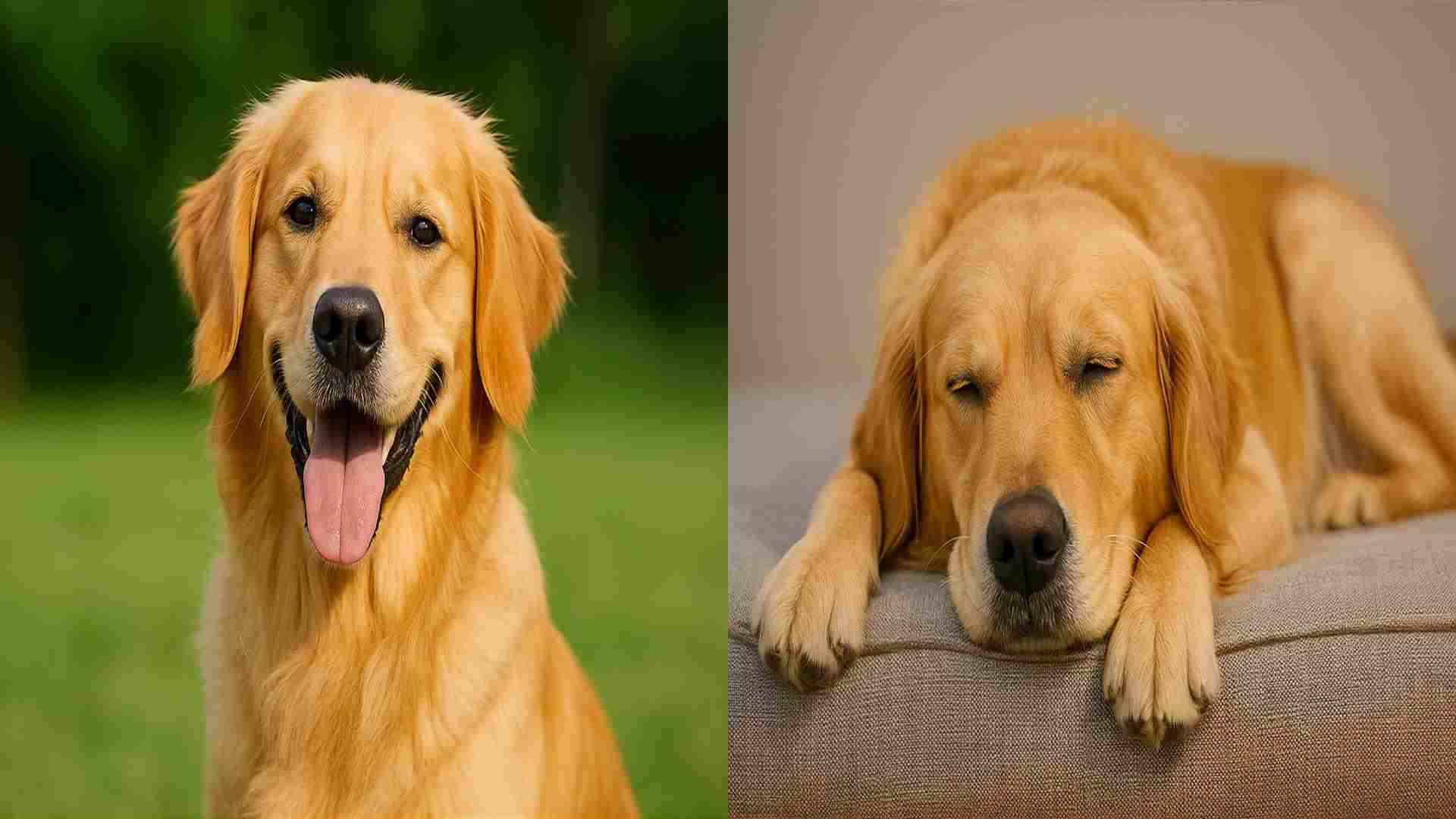 Is Your Dog Sleeping Too Much? What You Should Know and When to Worry