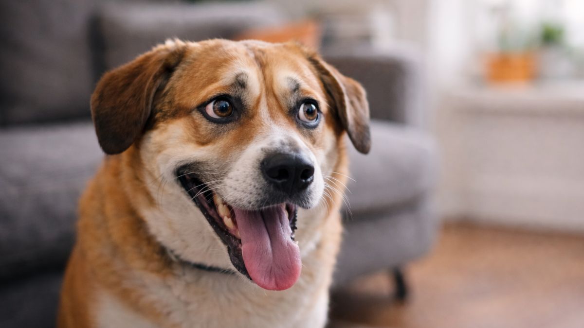 Dog showing whale eye and lip licking as stress signals near a child